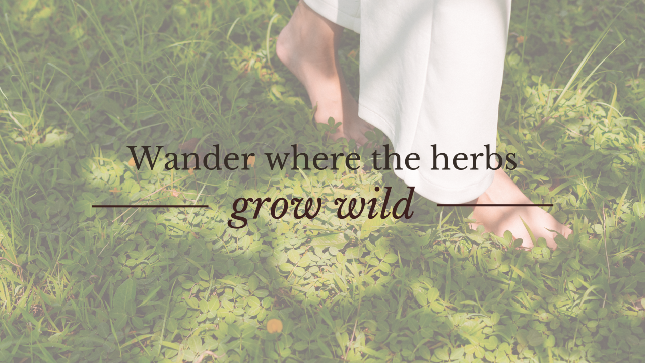 Bare feet walking through wild herbs in soft sunlight, symbolizing connection to nature and herbal wisdom.