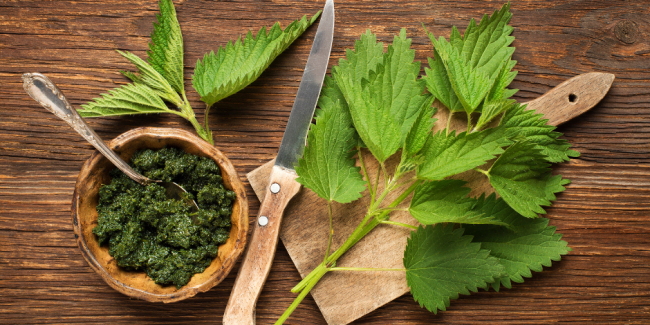 Nettle as a Spring Tonic Nettle as a Spring Tonic
