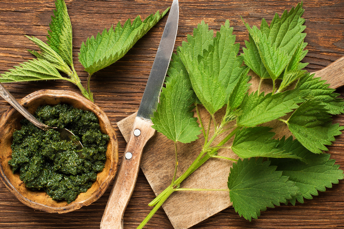 Nettle as a Spring Tonic