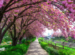 Seasonal Attunement: Longevity Practices for Spring Part 2