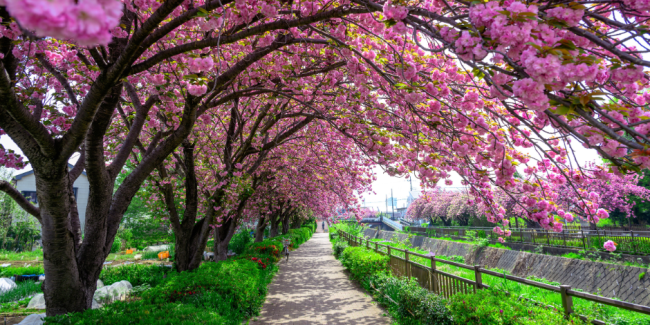 Seasonal Attunement: Longevity Practices for Spring Part 2