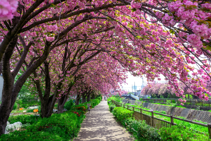 Seasonal Attunement: Longevity Practices for Spring Part 2