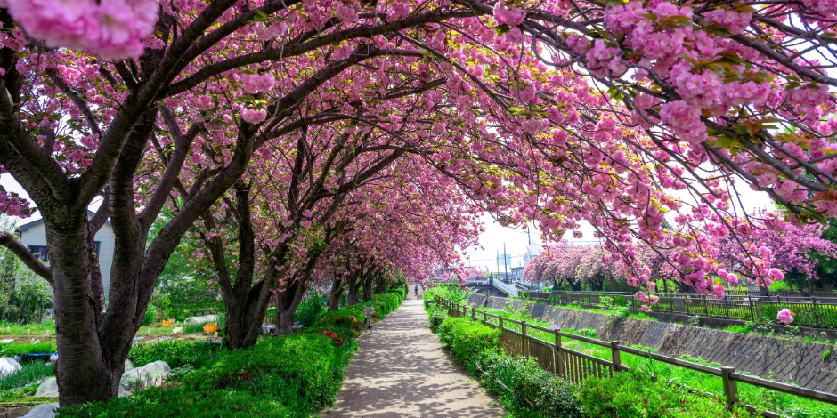 Seasonal Attunement: Longevity Practices for Spring Part 2