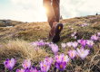 Seasonal Attunement: Longevity Practices for Spring