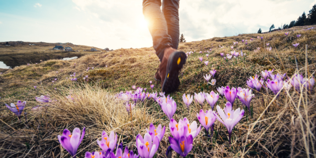 Seasonal Attunement: Longevity Practices for Spring