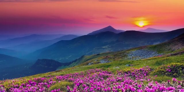 Purple flowers near mountains